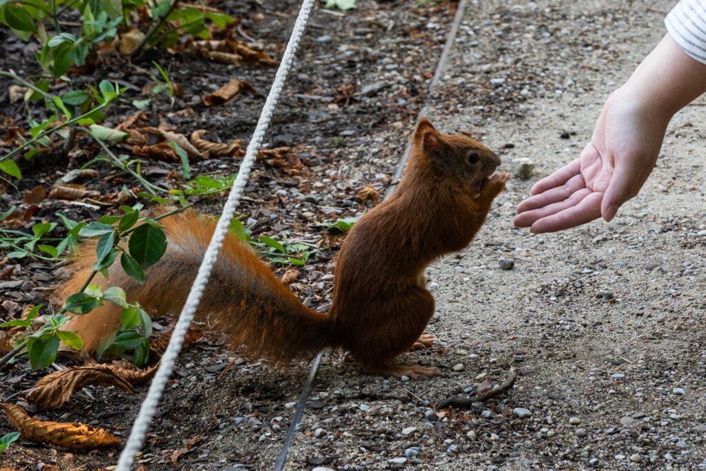 scoiattolo parco lazienki varsavia vicino persone