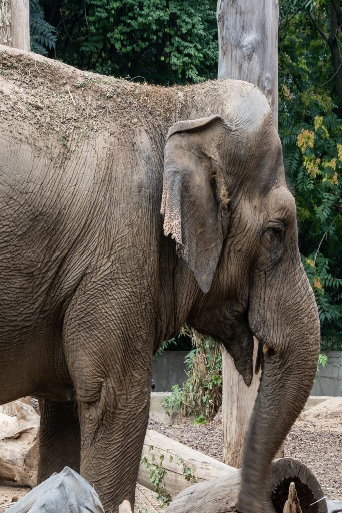 elefante nello zoo di breslavia