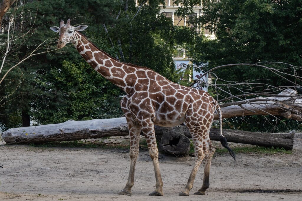 giraffa nello zoo di breslavia