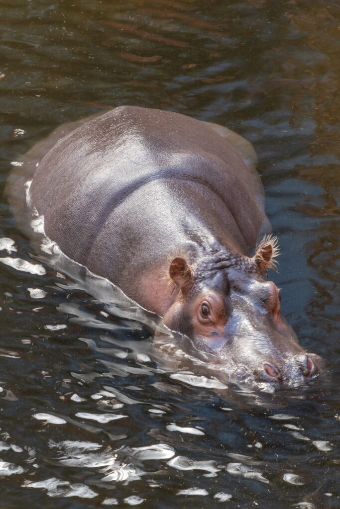 ippopotamo nell'acqua allo zoo di breslavia