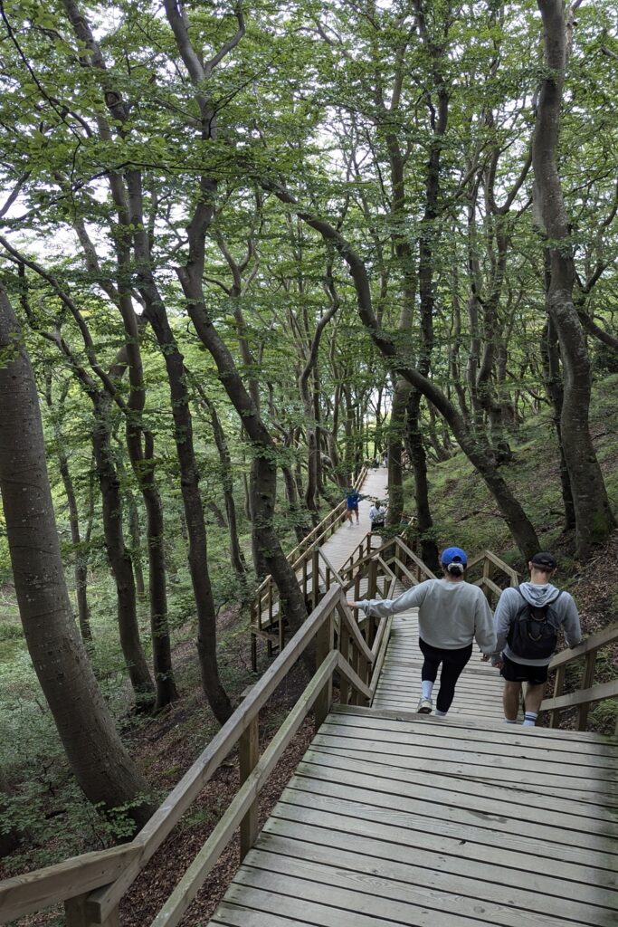 Danimarca on the Road: il viaggio che non ti aspetti 33 Scalinata in legno immersa nella foresta che conduce alle celebri scogliere bianche di Møns Klint, sull'isola di Møn in Danimarca.
