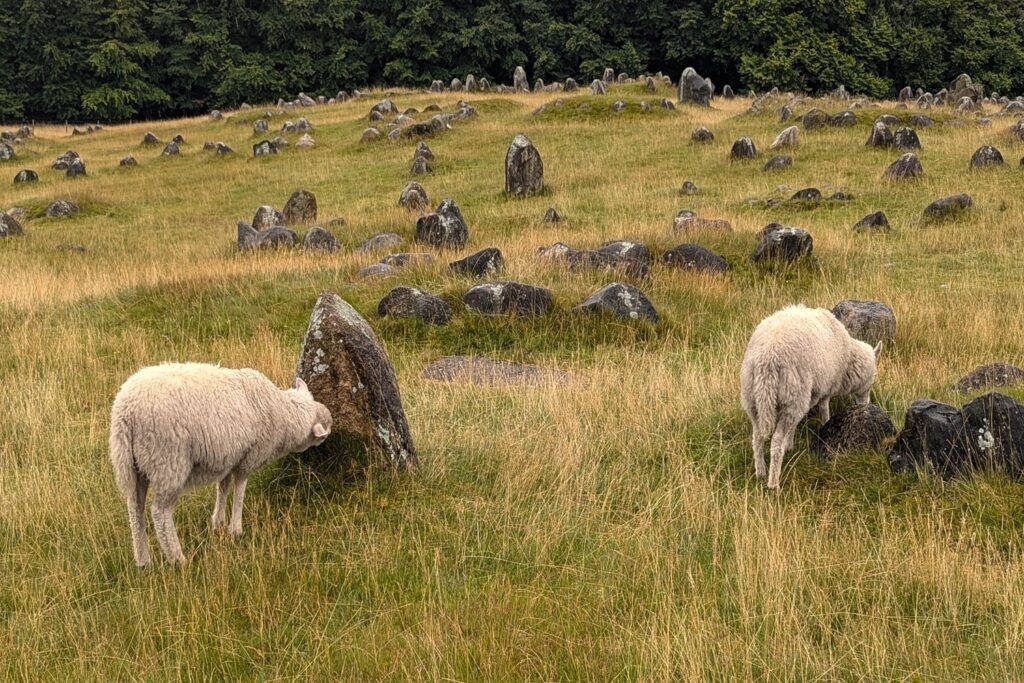 Danimarca on the Road: il viaggio che non ti aspetti 4 Pecore al pascolo tra le antiche tombe vichinghe del sito archeologico di Lindholm Høje, nei pressi di Aalborg.